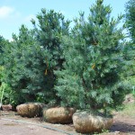 Pinus flexilis (Vanderwolfs Pyramid) Limber Pine